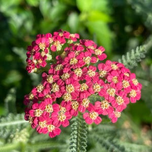 Yarrow ‘Summer Pastel’ (Live Plant)