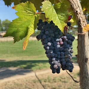 Concord (Seedless) Grapevine (Live Plant)
