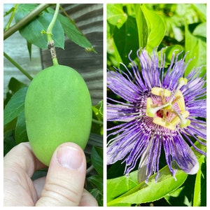 Maypop, Passiflora incarnata (Live Plants)