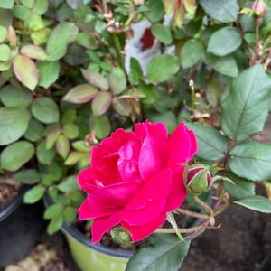 Knock Out® Rose (Live Plant)
