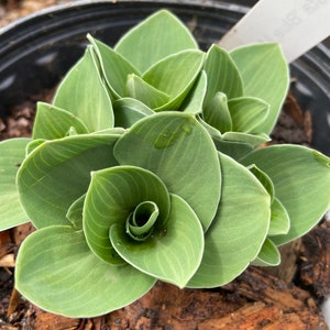 Hosta 'Blue Mouse Ears' (Live Plant)