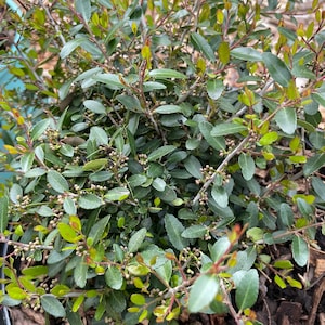 Dwarf Yaupon Holly 'Schillings' (Live Plant)