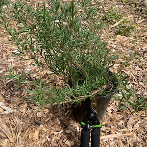 Rosemary &#39;Tuscan Blue&#39; (Live Plant)