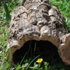 Pode incluir: Um tronco oco com uma textura de casca áspera e marrom. Uma pequena flor amarela cresce na frente do tronco.