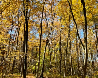 bosque amarillo