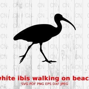 Peut inclure: Silhouette noire d'un ibis blanc marchant sur une plage. L'oiseau fait face à la droite de l'image. L'image est sur un fond de bois blanc.