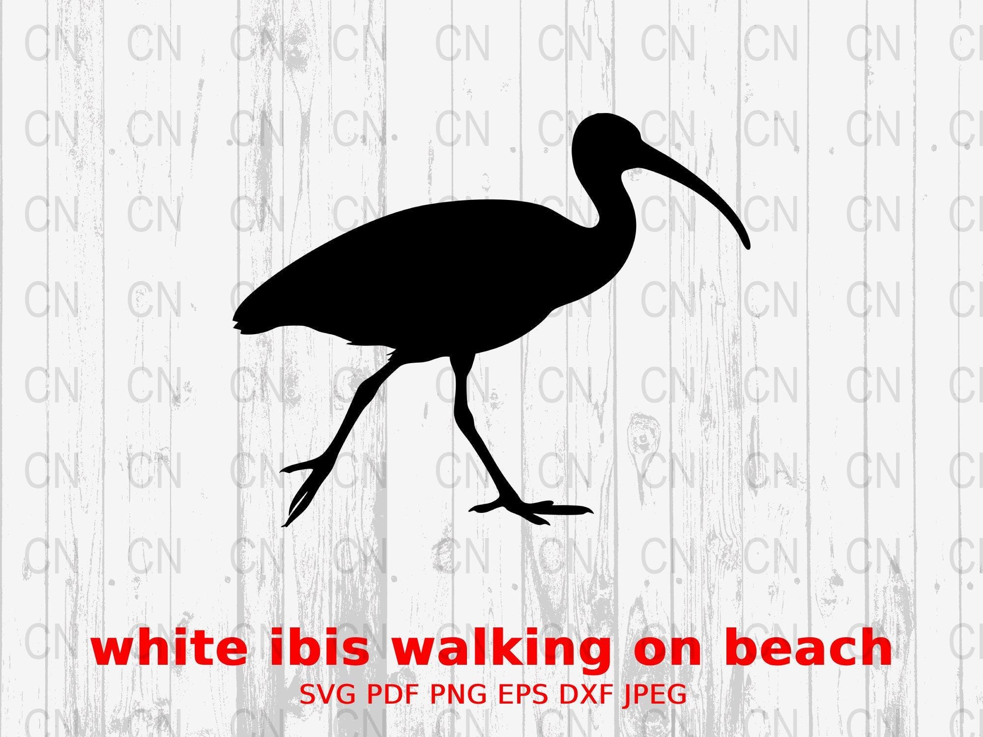 White Ibis Silhouette SVG, Shorebird Clipart, Nature Bird Vector, Digital Cut File