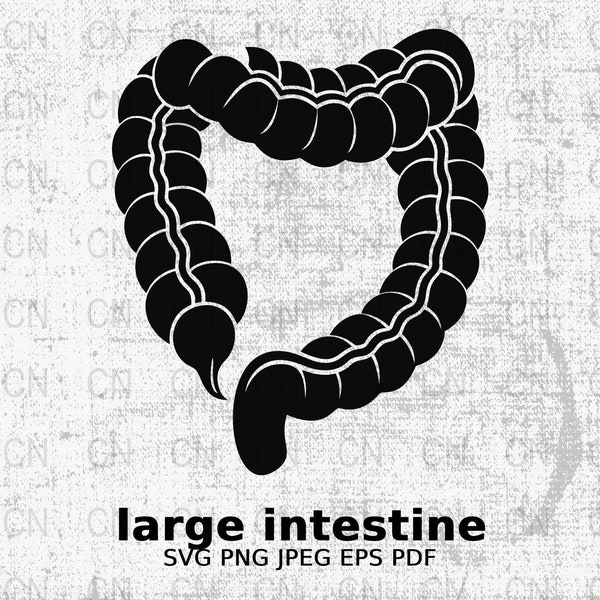 large intestine svg png jpeg dxf, Vector Cutting files for Silhouette Cameo, ScanNcut, for Commercial use, Instant Download, Clipart