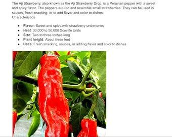 Aji Strawberry Pepper Seeds! 10+ seeds