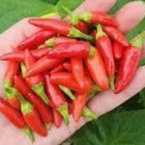 May include: A handful of small, vibrant red chili peppers with green stems. The peppers are held in an open hand, with green foliage visible in the background. The peppers appear fresh and ripe.