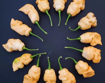 Pode incluir: Um círculo de 15 pimentas habaneras laranja com caules verdes sobre um fundo preto.