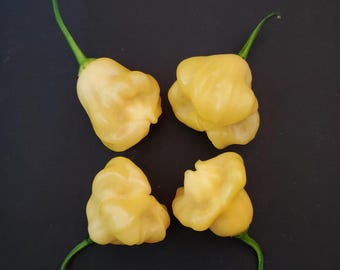 Pode incluir: Quatro pimentas habanero amarelas com talos verdes dispostas sobre uma superfície escura. As pimentas têm uma textura irregular e uma forma única. A imagem é uma vista de cima, destacando a cor vibrante e a forma das pimentas.