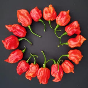 Trinidad Moruga Scorpion Pepper Seeds!