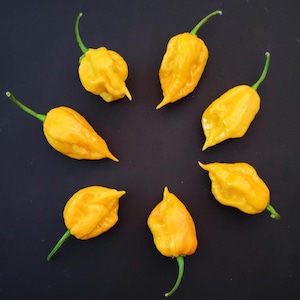 7 Pot Yellow Pepper Seeds!