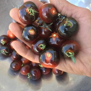 May include: A handful of ripe, dark-colored tomatoes with green stems. The tomatoes have a deep, purplish-red hue, with a glossy sheen. The tomatoes are of various sizes and shapes, suggesting a home-grown or organic harvest.