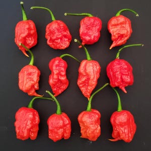 Carolina Reaper Pepper Seeds!