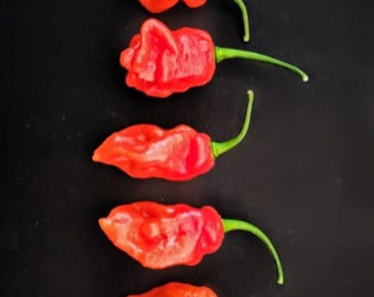 Pode incluir: Cinco pimentas fantasmas vermelhas com caules verdes dispostos verticalmente sobre um fundo preto.