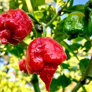 May include: Close-up of vibrant red Carolina Reaper peppers, showcasing their bumpy texture and unique shape. The peppers are attached to green stems, with a green pepper in the background. The image is set against a backdrop of green foliage.