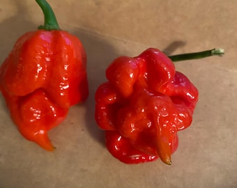 Trinidad Moruga Scorpion Pepper Seeds!