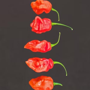 Bhut Jolokia Ghost Pepper Seeds!