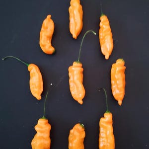 Semi di peperoncino Aji Mango!