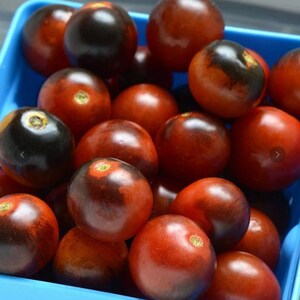 May include: A blue plastic container filled with a pile of ripe, dark red and black cherry tomatoes. The tomatoes have a smooth, round shape and a glossy appearance. Some tomatoes have a small, green stem.
