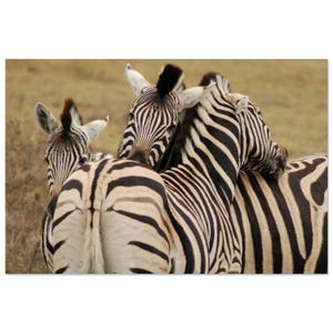 Zebra Wall Art – South Africa Wildlife Photography Print, Safari Animal Poster, Nature Decor