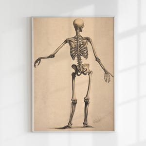 Rear View Skeleton Poster Print – Vintage Anatomy Wall Art – Albinus Skeleton Illustration – Gothic Science Decor