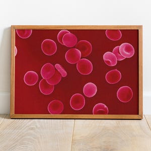 Red Blood Cells Poster Print – Vivid SEM Cell Art – Medical Wall Decor – Human Biology Print