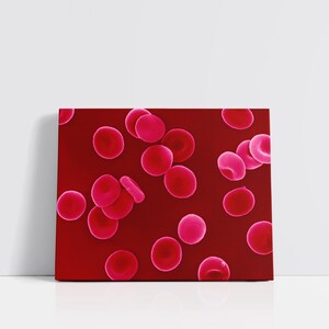 Red Blood Cells Canvas Print – Science Wall Art – SEM Microscopy Decor – Biology Lab Artwork