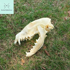 Fox Skull Bone for Home Decor – Real Animal Skull Specimen, Cleaned & Bleached, Collector Favorite