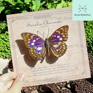 Real Butterfly Specimen, Butterfly Specimen Ornament, Insect Specimen, Spread Wings, Creative Birthday Gift, Natural Gift