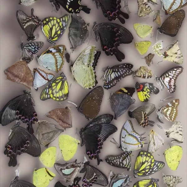 5-100 Unspread Random Butterflies Pack Lot Real Mixed Species Tropical Unmounted Dried Wings Closed insect Entomology Taxidermy Butterfly