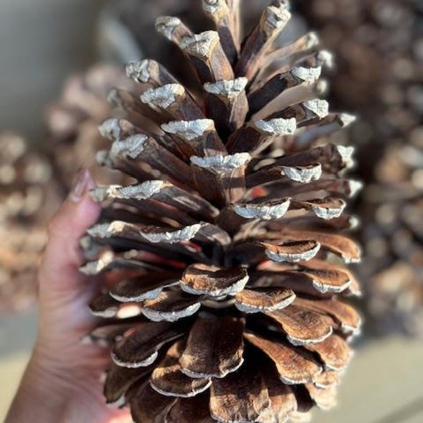 Groups of 6"-10" Georgia Long Leaf Pinecones, Jumbo Pinecones, Large Pinecones, Huge Pinecones