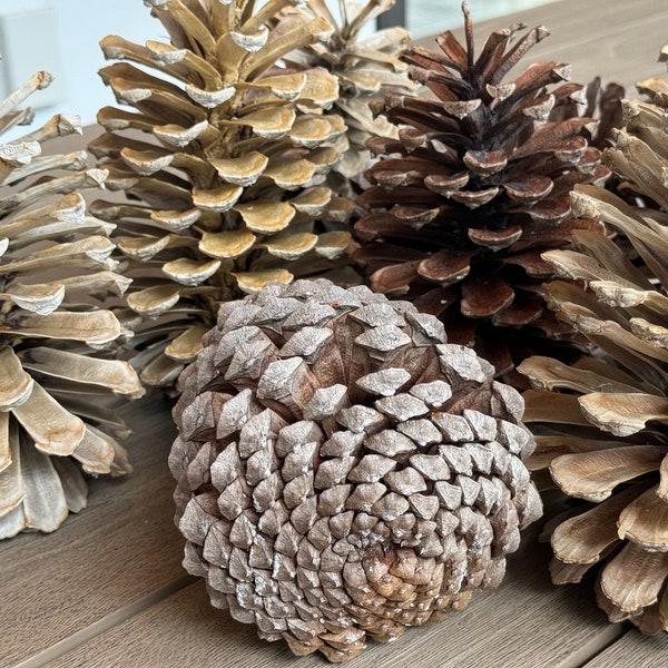 Groups of Mixed Brown and Bleached Pinecones,  6-10" Georgia Long Leaf Pinecones, Jumbo Pinecones, Large Pinecones, Huge Pinecones