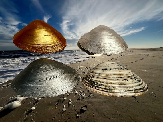 Choose Your Back Shell Finish: Gold • Silver • Natural • Custom Message