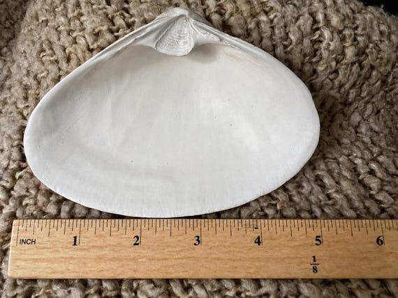 12 (plus 2 bonus) Large Clam Shells (4–5inches) Cleaned, Sanded and White Interior | Coastal Craft Shells | DIY Resin, Decoupage