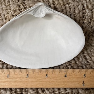 14 Artist-Ready Clam Shells | White Interior, Sanded, Sanitized 4-5" for Crafts, Resin, Decoupage