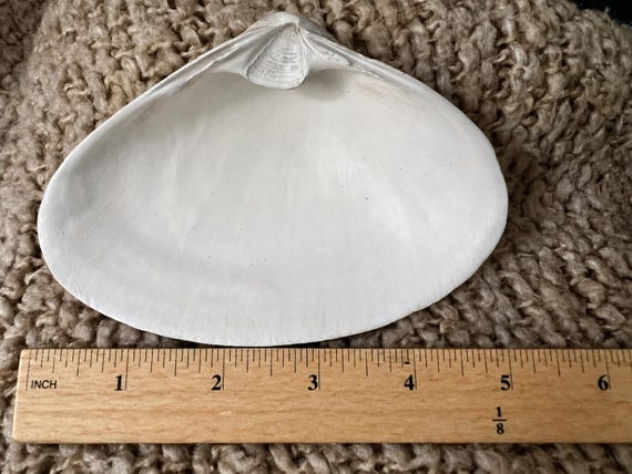 12 Large Clam Shells (4–5inches) Cleaned, Sanded and White Interior | Coastal Craft Shells | DIY Resin, Decoupage & Jewelry Dish Blanks