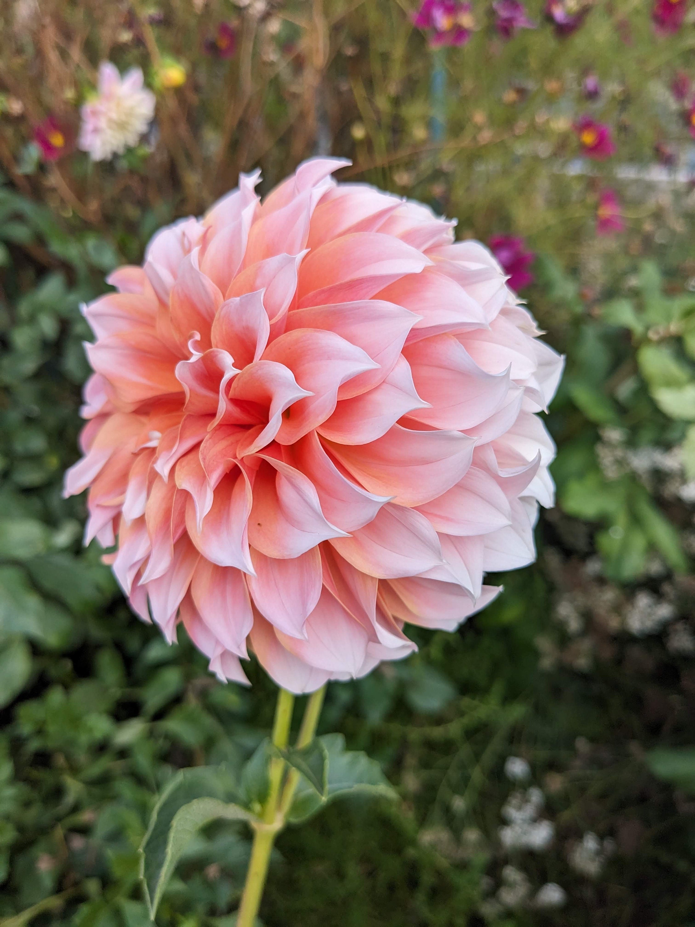 Peaches and Cream Dahlia Tuber Ready to Ship Etsy