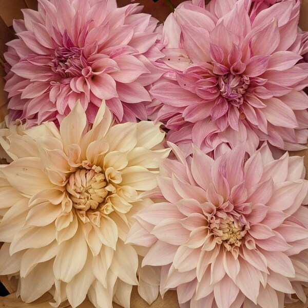 Cafe au Lait dahlia tuber - ready to ship