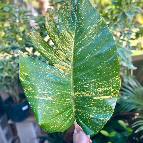 Hawaiian Golden Pothos Aroid Authentic MASSIVE Fresh and Beautiful (Singles & Bundles Available) Care Guide Included