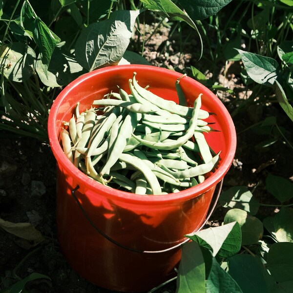 Wando Pea Seeds (Pisum Sativum) Sweet Pea, Snap Pea, Edible plants, Legume seeds