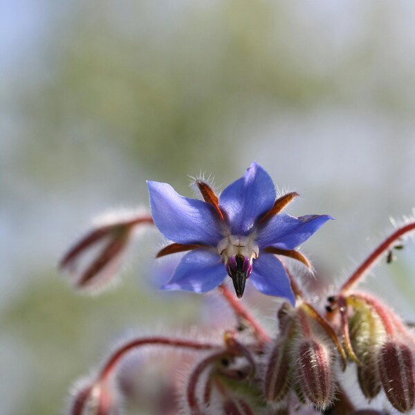 Borage, Medicinal, Tea, Culinary, Baking Flower, Herb Seeds - 2g