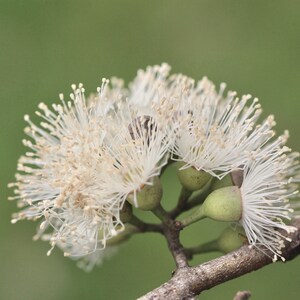 Gumnut Blossom