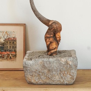 May include: A bonsai tree with a thick, curved, light brown trunk and thin, sparse branches with needle-like leaves. The tree is planted in a rectangular, textured gray stone container filled with small gravel, positioned next to a framed painting.