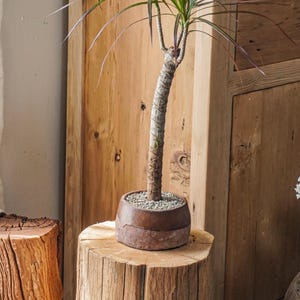 May include: A Dracaena marginata plant with a thick, textured, light brown trunk and long, thin, pointed green leaves with reddish-purple edges. The plant is potted in a round, dark brown ceramic container filled with small grey pebbles.