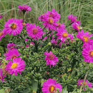 May include: A cluster of pink aster flowers in bloom. The flowers have yellow centres and are surrounded by green leaves.