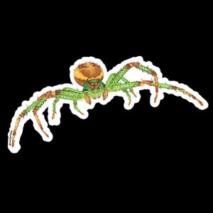 Eurasian Green Crab Spider
