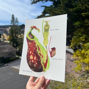 Nepenthes Species